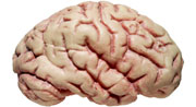 Development - brain image